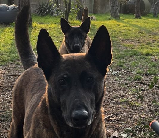 Belçika Kurdu – Malinois