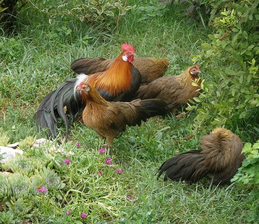 Onagadori Altın Phoenix