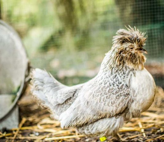 Barbu du Grubbe ve Barbu de Watermael tavuğu