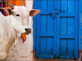 Hindistan’da inek öldürmeye ömür boyu hapis cezası!