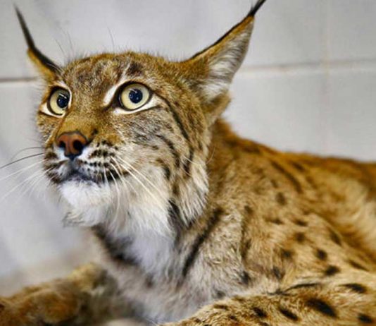 Yaralı vaşak bulundu