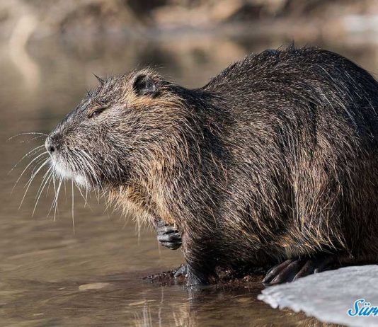 Su maymunu – Koypu – Myocastor coypus