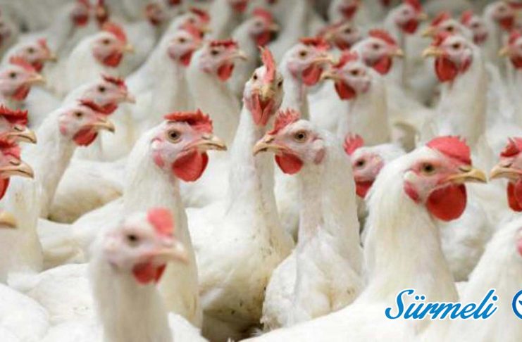 Tavuk Ve Horoz Turleri Surmeli Part 3 Blog Title