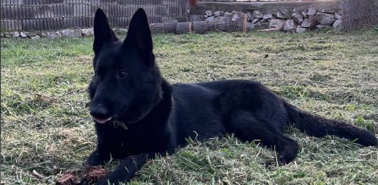 Siyah Alman Çoban Köpeği – Black German Shepherd